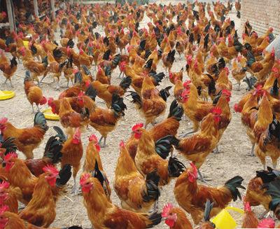 生(shēng)産基地(dì)