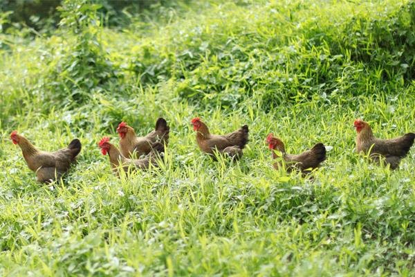 生(shēng)産基地(dì)